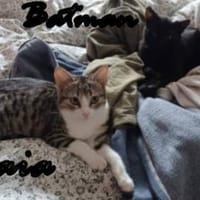 Batman und Gaia warten in Augsburg, Kater zur Adoption
