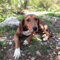 Aida, ein sanftes Herz sucht Anschluss, Hündin zur Adoption