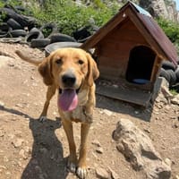 Frenki, sanfter Riese sucht Liebe, Hund zur Adoption