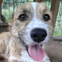TAVANO-verschmuster Jung-Rüde,, Hund zur Adoption