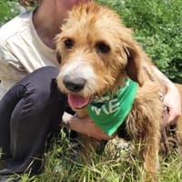 Elvira, Flausch auf vier Pfoten, Hündin zur Adoption