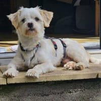 BUBIKO sucht liebes Zuhause, Hund zur Adoption