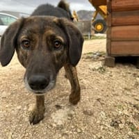 Schüchterner  Nacho sucht sein Zuhause, Hund zur Adoption