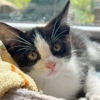 Drei Findelkinder, Kater zur Adoption