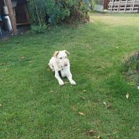 Lilly 🧡🧡🧡schönes Plätzchen gesucht, Hündin zur Adoption