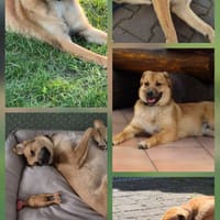 Rusty ehemals Keks, Hund zur Adoption