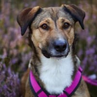 Geben Sie Diana eine zweite Chance?, Hündin zur Adoption