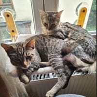 MaineCoone-Mix Babies suchen dich, Kater zur Adoption