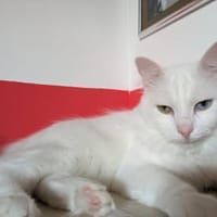 Kater Casper, Kater zur Adoption
