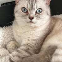 Jasmin Sanfte Britisch Kurzhaar Katze, Katze zur Adoption