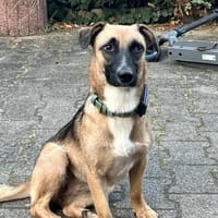Kleine Lady sucht ihr Für-Immer-Körbchen, Hündin zur Adoption
