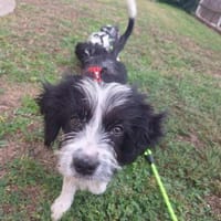 MARS sucht sein Für-Immer-Zuhause, Hund zur Adoption