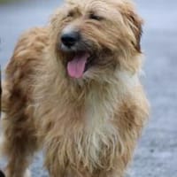 Ilio - hübscher Wuschelrüde, Hund zur Adoption
