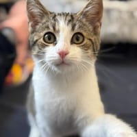 Drei Findelkinder, Kater zur Adoption