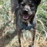 Griutza 2 Jahre 45 cm, Hündin zur Adoption