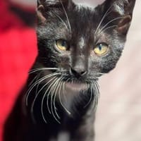 Tick, Trick und Track, Kater zur Adoption