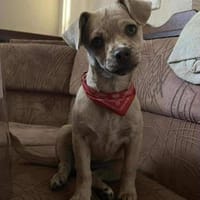 Mira, ein Kleines Goldstück, Hündin zur Adoption