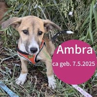 Ambra 30 cm mischlings Mädchen, Hündin zur Adoption