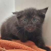 4 Katzenkinder, Kater zur Adoption