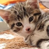 Katzenkind Mathilda, Katze zur Adoption