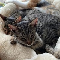 Effi & Chris  doppelter Katzenzauber 😺, Kater zur Adoption