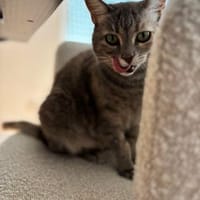 Bastet  selbstbewusste Katzendame, Katze zur Adoption