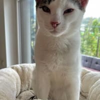 Nuri  verschmust und neugierig 😺, Kater zur Adoption