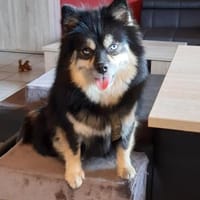 Karkusa °, Hündin zur Adoption