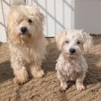 26 kleine Hunde, Hund zur Adoption