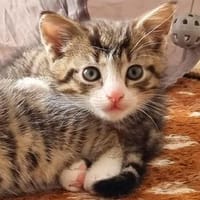 Katzenkind Mikesch, Kater zur Adoption