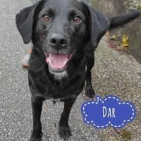 Dar verdient das beste Zuhause, Hund zur Adoption