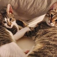 Orlando & Nash  unzertrennliches Duo  ❤, Kater zur Adoption