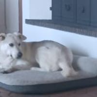 Weißblonder Labi-Mix Rüde auf PS, Hund zur Adoption