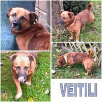 VEITILI -klein & verschmust-, Hund zur Adoption