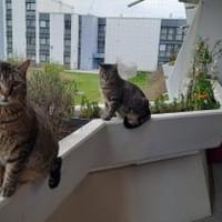 Ginseng & Jalea  Tiegerkatzen suchen, Kater zur Adoption