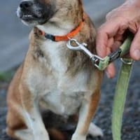 Lina - verschmuste, liebe Hündin, Hündin zur Adoption