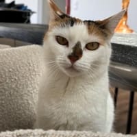 Sofi  Katzenschönheit sucht 🏠, Katze zur Adoption