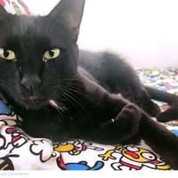 Lacknase Frank in Mainz (ALO), Kater zur Adoption