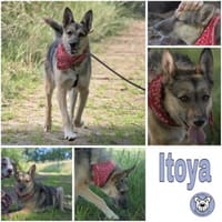 ITOYA -wünscht sich einen Hundekumpel-, Hündin zur Adoption