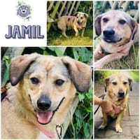 JAMIL * herziger kleiner Kumpel, Hund zur Adoption