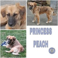 PRINCESS PEACH -Absolutes Goldstück-, Hündin zur Adoption
