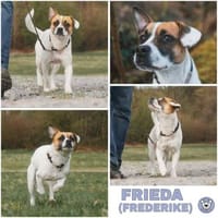 FRIEDA -kleine Maus mit Gute-Laune-Abo, Hündin zur Adoption