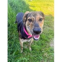 Sherry  wartet in 56379 Oberwies, Hündin zur Adoption