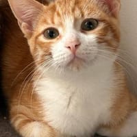 Findus & Pedro, Kater zur Adoption