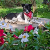 Kleiner Prinz Oreo, Hund zur Adoption