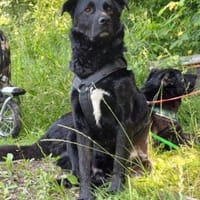 Luc Sozialarbeiter mit Herz, Hund zur Adoption