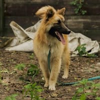 Ralf, ein treuer Begleiter, Hund zur Adoption