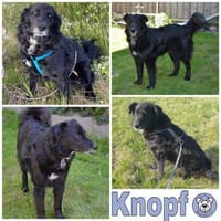 KNOPF ** liebenswerter Senior, Hund zur Adoption