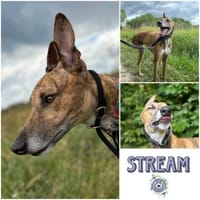 STREAM * lebensfroher Glückskerl, Hund zur Adoption