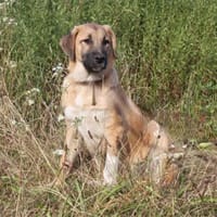 Amy - wo darf ich Zuhause sein?, Hündin zur Adoption
